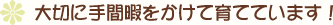 大切に手間暇かけて育てています！